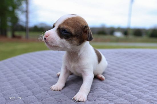 Jack Russel cu pedigree