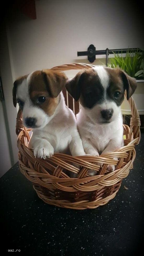 Jack Russel cu pedigree