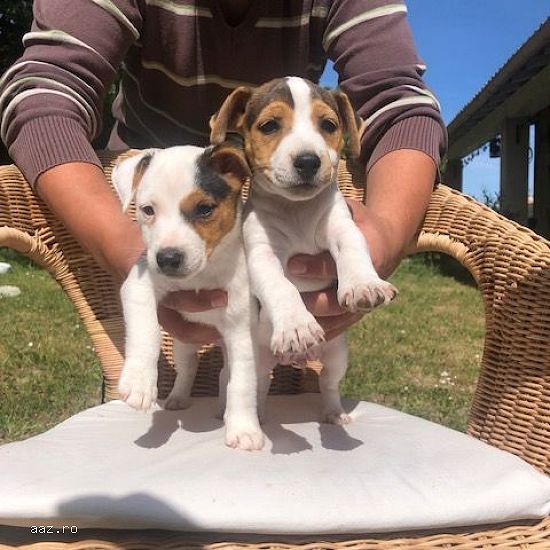 Jack Russell FCI,  