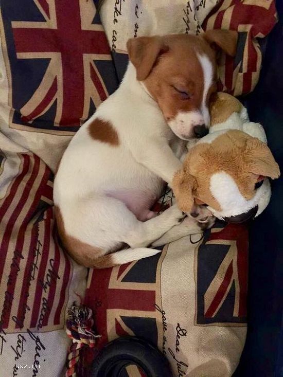 Jack Russell-