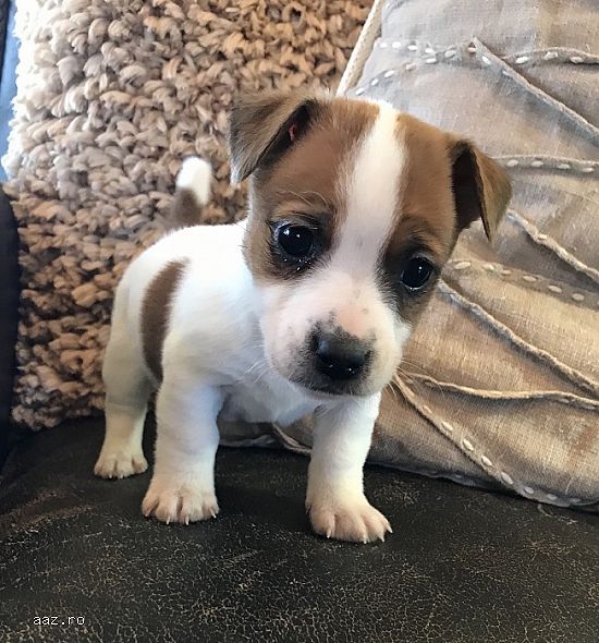 Jack Russell-