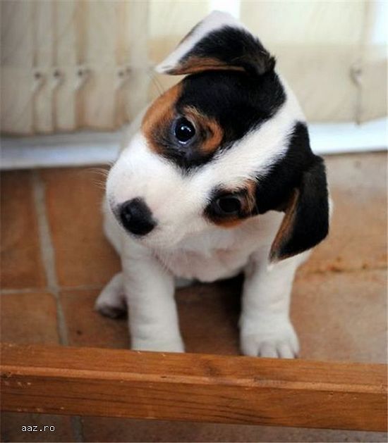 Jack Russell-