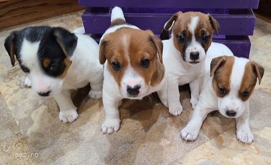 Jack Russell --
