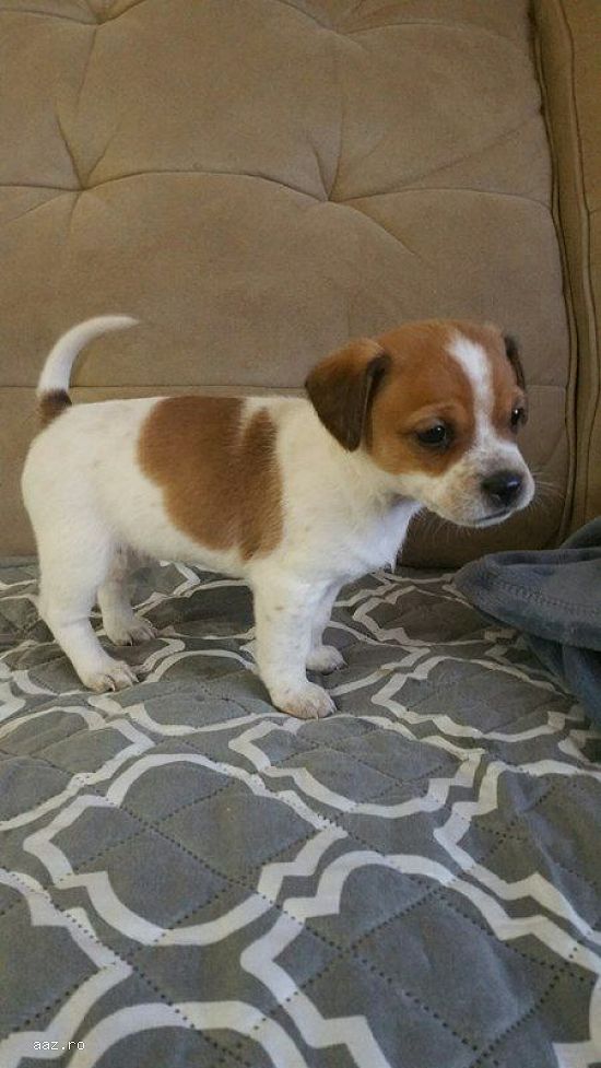 Jack Russell -/