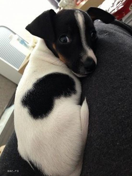 Jack Russell -/