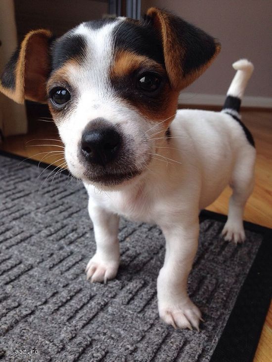 Jack Russell -/