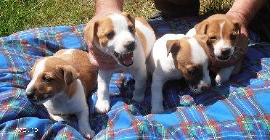 Jack Russell Terrier 1