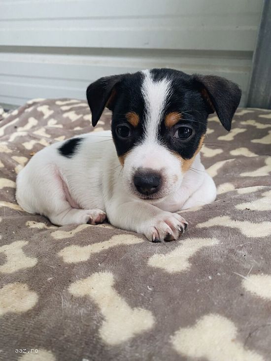Jack Russell Terrier 2