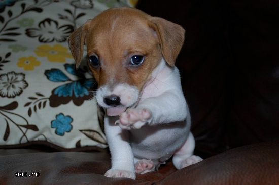 Jack Russell Terrier 2