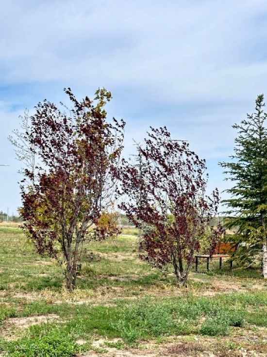 Teren de vanzare,    Gulia,    complex Eden Forest,    deschidere 30ml,    937 mp,    53.000euro