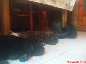 Vand Presa Canario