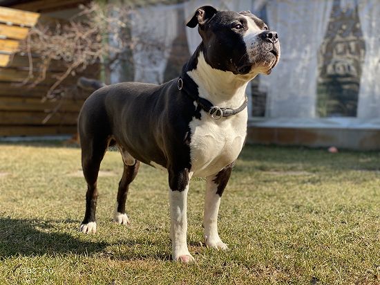 Ofer ptr monta mascul Amstaff
