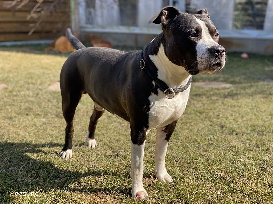 Ofer ptr monta mascul Amstaff