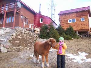 vand ponei