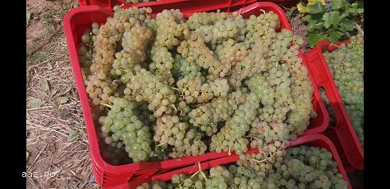 Achizitionati Struguri de Vin pentru Productie 2025 - Oferte Speciale Disponibile!