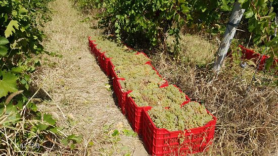 Achizitionati Struguri de Vin pentru Productie 2025 - Oferte Speciale Disponibile!