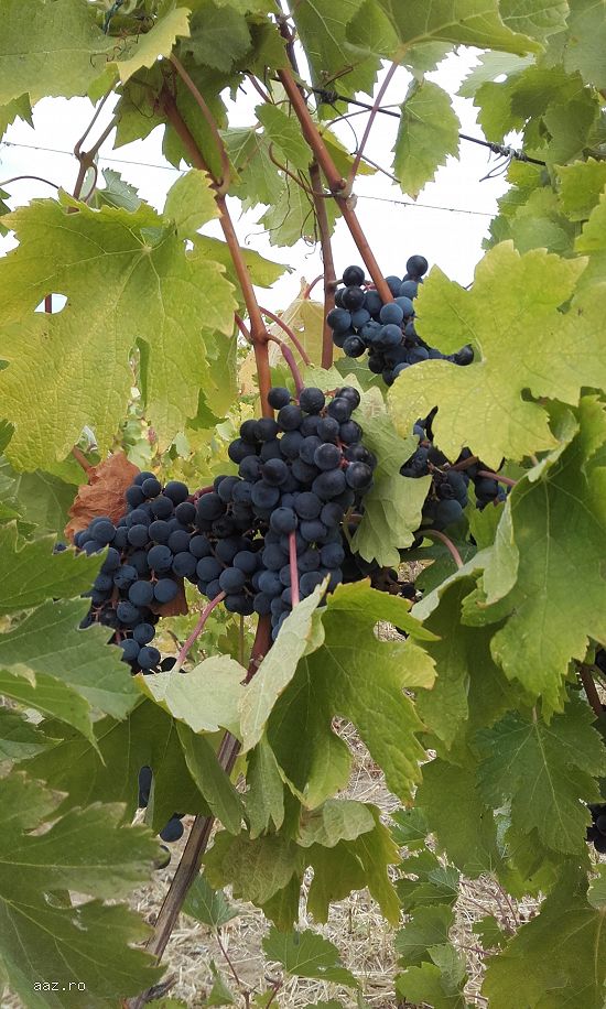 Struguri - MERLOT - Bordesti,   VRANCEA
