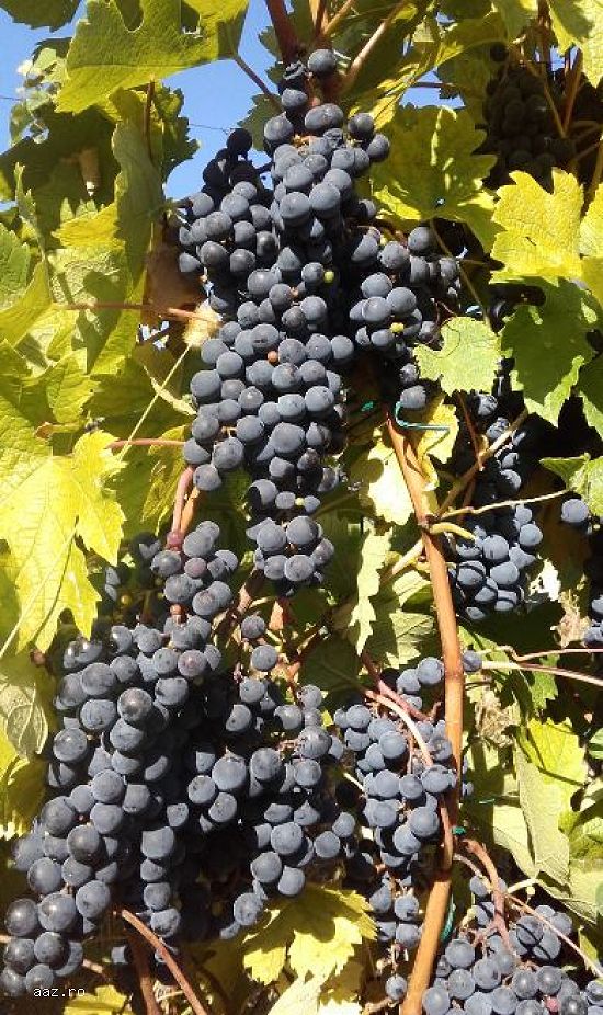 Struguri - MERLOT - Bordesti,   VRANCEA