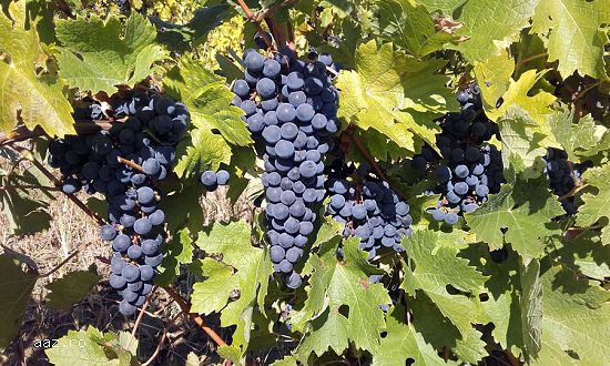 Struguri - MERLOT - Bordesti,   VRANCEA