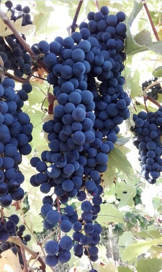 Struguri pentru vin,    soi merlot.