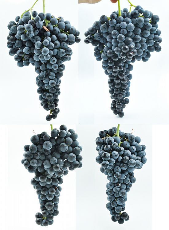 Struguri pentru vin,    soi merlot.