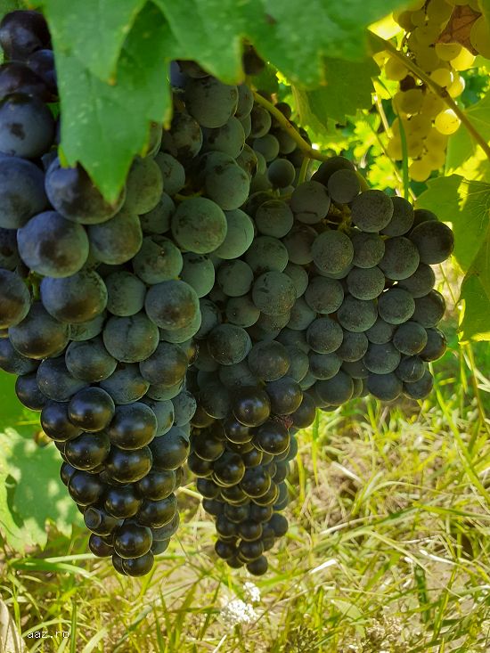 Struguri pentru vin,    soi merlot.