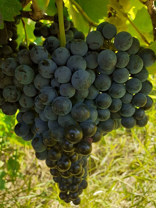 Struguri pentru vin,    soi merlot.