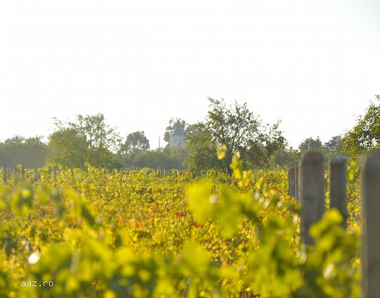 Struguri pentru vin,    soi merlot.