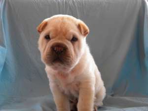 diverse rase:SHIH-TZU, SHAR-PEI, BASSET-HOUND