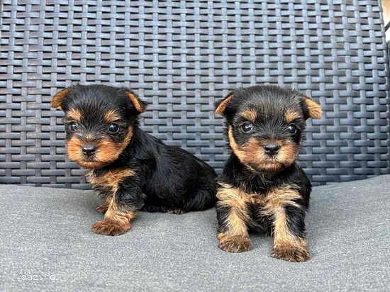 Yorkshire terrier