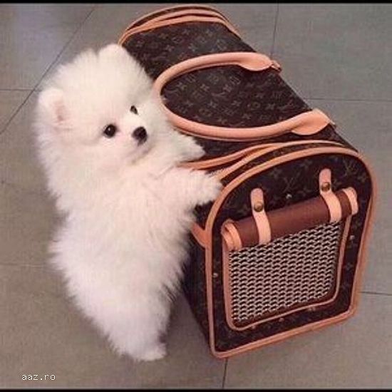 Pomeranian boo