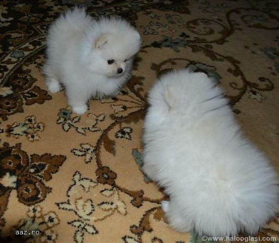 Pomeranian boo