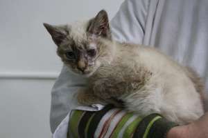 MIKA VREA SA FIE ADOPTATA DE TINE