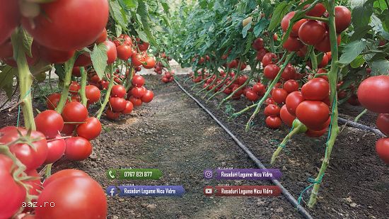 Rasaduri legume : Rasad rosii / tomate ardei castraveti vinete salata 2026