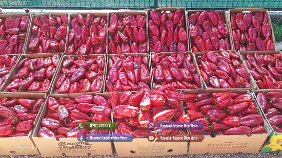 Rasaduri legume : Rasad rosii / tomate ardei castraveti vinete salata 2026