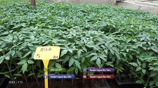 Rasad | Rasaduri Rosii Prekos Kalina Reyana Rila Bendida Kiveli 2026