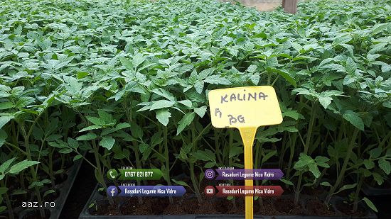 Rasad | Rasaduri Rosii Prekos Kalina Reyana Rila Bendida Kiveli 2026