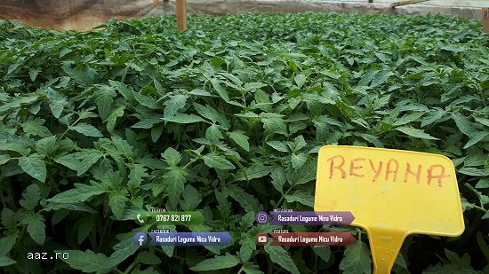 Rasad | Rasaduri Rosii Prekos Kalina Reyana Rila Bendida Kiveli 2026