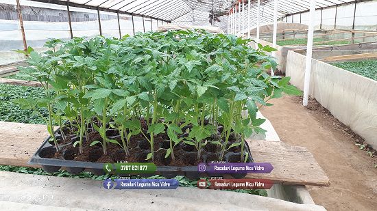 Rasad | Rasaduri Rosii Prekos Kalina Reyana Rila Bendida Kiveli 2026