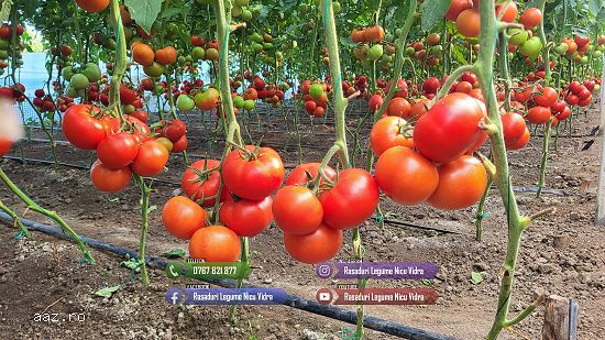 Rasaduri de rosii / tomate ardei vinete castraveti salata