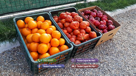 Rasaduri de rosii / tomate ardei vinete castraveti salata