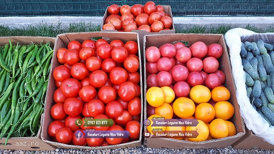 Rasaduri de rosii / tomate ardei vinete castraveti salata
