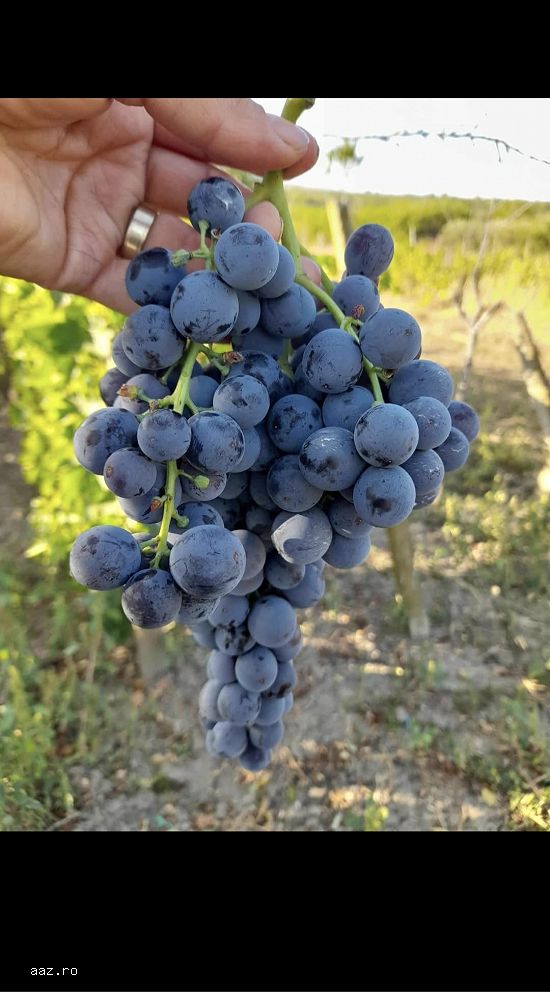 Bitasi de vita de vie de anul 2 și de anul 3