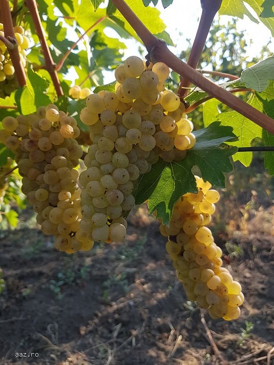 Butasi de vita de vie de anul 2 și de anul 3