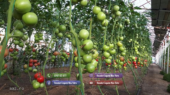 Rasad rosii | Rasaduri rosii / tomate si alte rasaduri legume 2026