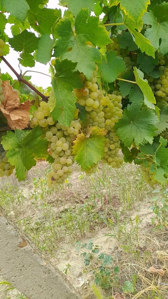 Butasi de vita de vie de anul 2 și de anul 4