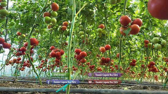 Vand Rasad | Rasaduri Rosii Rila Kalina Prekos Buzau Inima bou Cherry