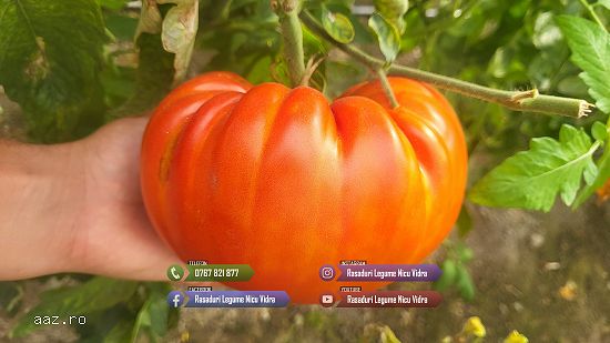 Vand Rasad | Rasaduri Rosii Rila,     Inima de bou,     Prekos,     Kalina,     Cherry 2026