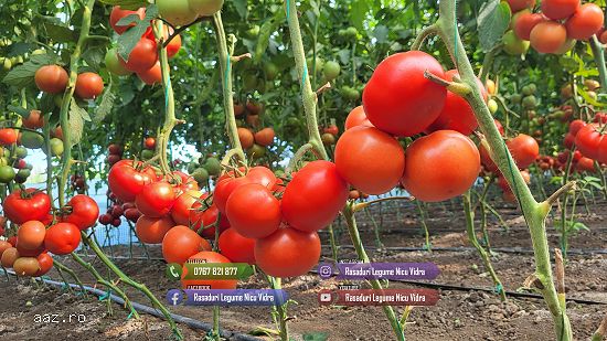 Rasad tomate rosii vinete castraveti ardei 2026 | Vand Rasaduri Legume