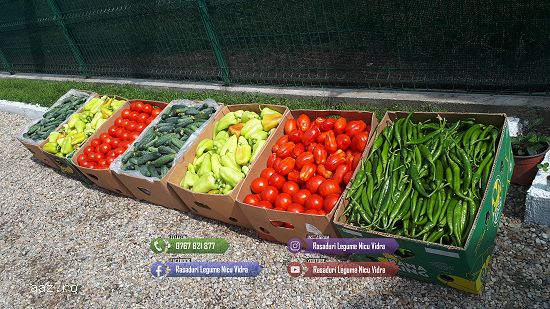 Rasad tomate rosii vinete castraveti ardei 2026 | Vand Rasaduri Legume